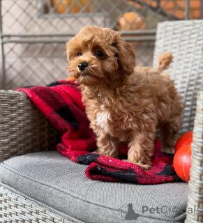 Zdjęcie №4. Sprzedam maltipu w ALSDORF. prywatne ogłoszenie - cena - 2631zł