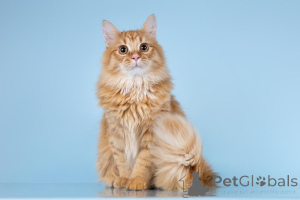 Zdjęcie №1.  - na sprzedaż w Chimki | Bezpłatny | Zapowiedź № 161754