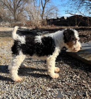 Zdjęcie №4. Sprzedam fox terrier w Beilngries. prywatne ogłoszenie - cena - 2774zł