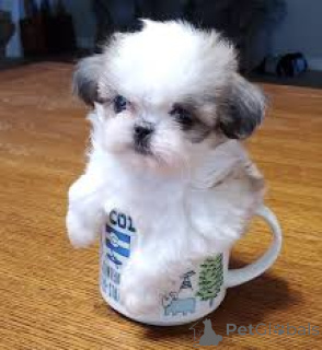 Zdjęcie №1. shih tzu - na sprzedaż w Derby | negocjowane | Zapowiedź №136203