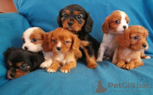 Zdjęcie №3. Cavalier King Charles Spaniel. Wielka Brytania