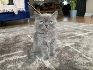 Zdjęcie №3. KOTKI BRYTYJSKIE KRÓTKOwłose DO ADOPCJI. Wielka Brytania
