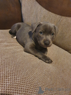 Zdjęcie №1. staffordshire bull terrier - na sprzedaż w Genk | 4784zł | Zapowiedź №165190