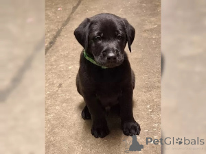 Zdjęcie №2 do zapowiedźy № 136938 na sprzedaż  labrador retriever - wkupić się Niemcy 