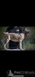 Dodatkowe zdjęcia: Szczenięta Cane Corso