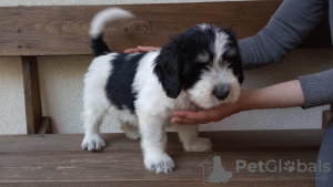 Dodatkowe zdjęcia: Puppy Szczenię Polski Owczarek Nizinny - Polish Lowland Sheepdog FCI