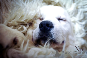 Zdjęcie №3. Szczenięta i młode psy Golden Retriever na sprzedaż. Bośnia i Hercegowina