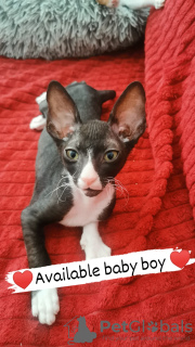 Zdjęcie №3. Kocięta Cornish Rex. Polska