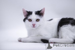 Zdjęcie №1.  - na sprzedaż w Rzeka Moskwa | Bezpłatny | Zapowiedź № 155317