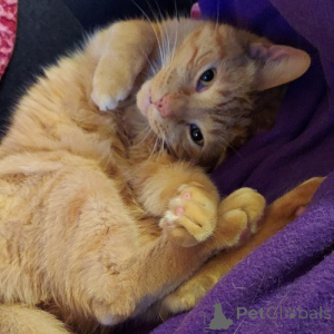 Zdjęcie №2 do zapowiedźy № 138770 na sprzedaż  kot amerykański krótkowłosy - wkupić się Niemcy hodowca