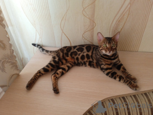 Zdjęcie №2 do zapowiedźy № 73549 na sprzedaż  kot bengalski - wkupić się Azerbejdżan hodowca