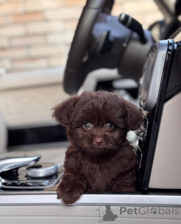 Zdjęcie №1. bolonka - na sprzedaż w Boise | negocjowane | Zapowiedź №154269