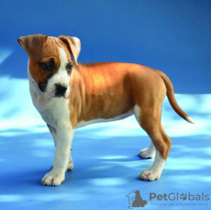 Zdjęcie №3. Amerykański Staffordshire Terrier - skały. Serbia