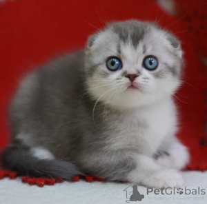 Zdjęcie №1. scottish fold - na sprzedaż w Neumünster | 1674zł | Zapowiedź № 177652