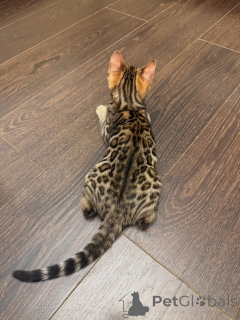 Zdjęcie №3. Śnieżny kot bengalski Eleganckie piękno w cętki węgla drzewnego. Szwajcaria