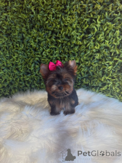 Zdjęcie №2 do zapowiedźy № 172845 na sprzedaż  yorkshire terrier - wkupić się Republika Czeska hodowca