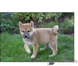 Zdjęcie №1. shiba - na sprzedaż w Grunberg | 2153zł | Zapowiedź №171452
