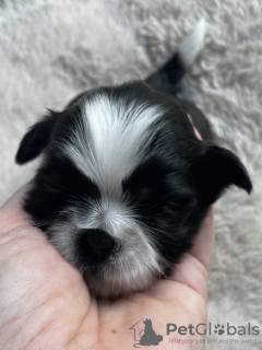 Zdjęcie №2 do zapowiedźy № 47073 na sprzedaż  shih tzu - wkupić się Polska hodowca