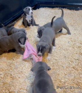Zdjęcie №1. cane corso - na sprzedaż w Ferrol | 3444zł | Zapowiedź №173350