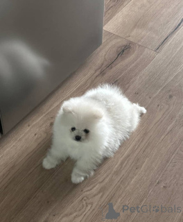 Zdjęcie №1. szpic miniaturowy - na sprzedaż w Drezno | 2631zł | Zapowiedź №157585