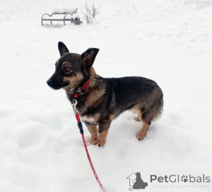 Zdjęcie №2 do zapowiedźy № 163728 na sprzedaż  pies nierasowy - wkupić się Federacja Rosyjska prywatne ogłoszenie