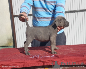 Dodatkowe zdjęcia: Cane corso