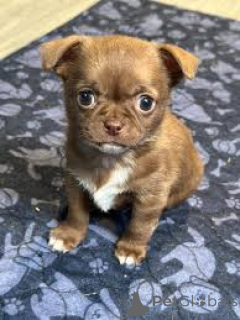 Zdjęcie №1. chihuahua (rasa psów) - na sprzedaż w Bruksela | 3348zł | Zapowiedź №162611