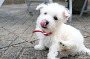 Zdjęcie №4. Sprzedam west highland white terrier w Kvistofta. prywatne ogłoszenie, hodowca - cena - 2870zł