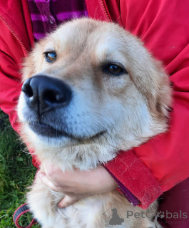 Zdjęcie №3. Figlarny pies z palmowym ogonem. Federacja Rosyjska