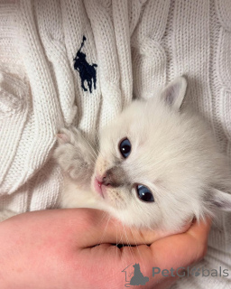 Zdjęcie №1. ragdoll - na sprzedaż w Alavus | negocjowane | Zapowiedź № 155403