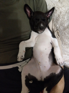 Zdjęcie №2 do zapowiedźy № 5262 na sprzedaż  basenji - wkupić się Białoruś prywatne ogłoszenie