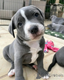 Zdjęcie №2 do zapowiedźy № 160310 na sprzedaż  amerykański pitbulterier - wkupić się Finlandia prywatne ogłoszenie