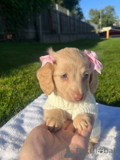 Zdjęcie №1. jamnik - na sprzedaż w Dusseldorf | negocjowane | Zapowiedź №155816