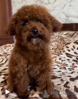 Zdjęcie №2 do zapowiedźy № 155618 na sprzedaż  pies nierasowy - wkupić się Ukraina prywatne ogłoszenie, od żłobka, hodowca