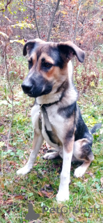 Zdjęcie №1. pies nierasowy - na sprzedaż w Rzeka Moskwa | Bezpłatny | Zapowiedź №155102