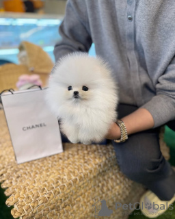 Zdjęcie №3. Wyszkolony w toalecie pomoranian. Belgia