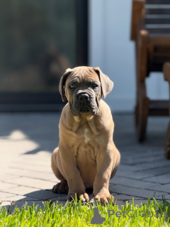 Zdjęcie №1. cane corso - na sprzedaż w Hamburg | negocjowane | Zapowiedź №152349