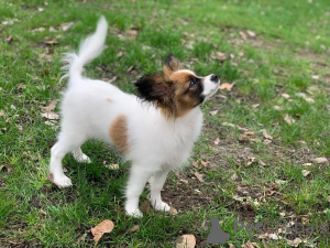 Dodatkowe zdjęcia: CONTINENTAL TOY SPANIEL/PAPILLON 