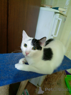 Zdjęcie №1.  - na sprzedaż w Mińsk | Bezpłatny | Zapowiedź № 162452