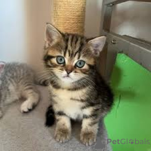 Zdjęcie №2 do zapowiedźy № 165921 na sprzedaż  kot europejski krótkowłosy - wkupić się Francja prywatne ogłoszenie, hodowca