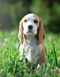 Zdjęcie №1. beagle (rasa psa) - na sprzedaż w Querfurt | 1674zł | Zapowiedź №103664