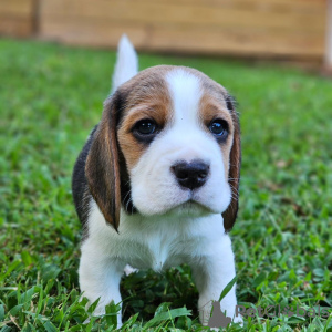 Dodatkowe zdjęcia: Piękne trójkolorowe szczenięta rasy beagle.