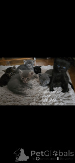 Zdjęcie №3. Mi Siamese Mi Persian Kitten. Szwajcaria