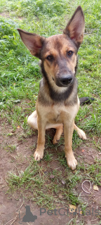 Zdjęcie №2 do zapowiedźy № 146140 na sprzedaż  pies nierasowy - wkupić się Federacja Rosyjska 