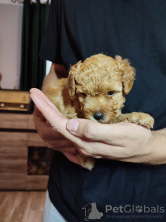 Dodatkowe zdjęcia: Yorkiepoo (York & Pudel Toy) szczeniak z rodowodem.