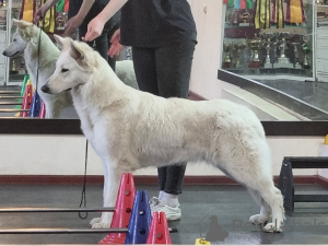 Zdjęcie №3. Dziewczyna jest wolna. Francja