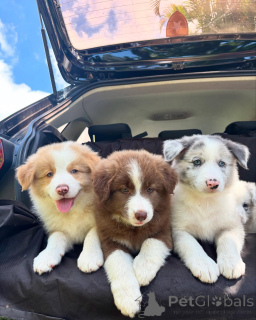 Zdjęcie №2 do zapowiedźy № 159497 na sprzedaż  border collie - wkupić się Niemcy hodowca