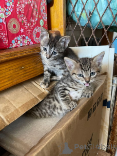 Zdjęcie №2 do zapowiedźy № 161096 na sprzedaż  kot europejski krótkowłosy - wkupić się Szwecja hodowca