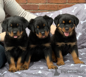 Zdjęcie №1. rottweiler - na sprzedaż w Hamburg | negocjowane | Zapowiedź №175173