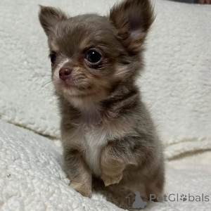 Zdjęcie №1. pies nierasowy - na sprzedaż w Paryż | negocjowane | Zapowiedź №167149